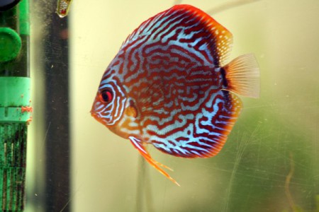 Discus-Red Pearl